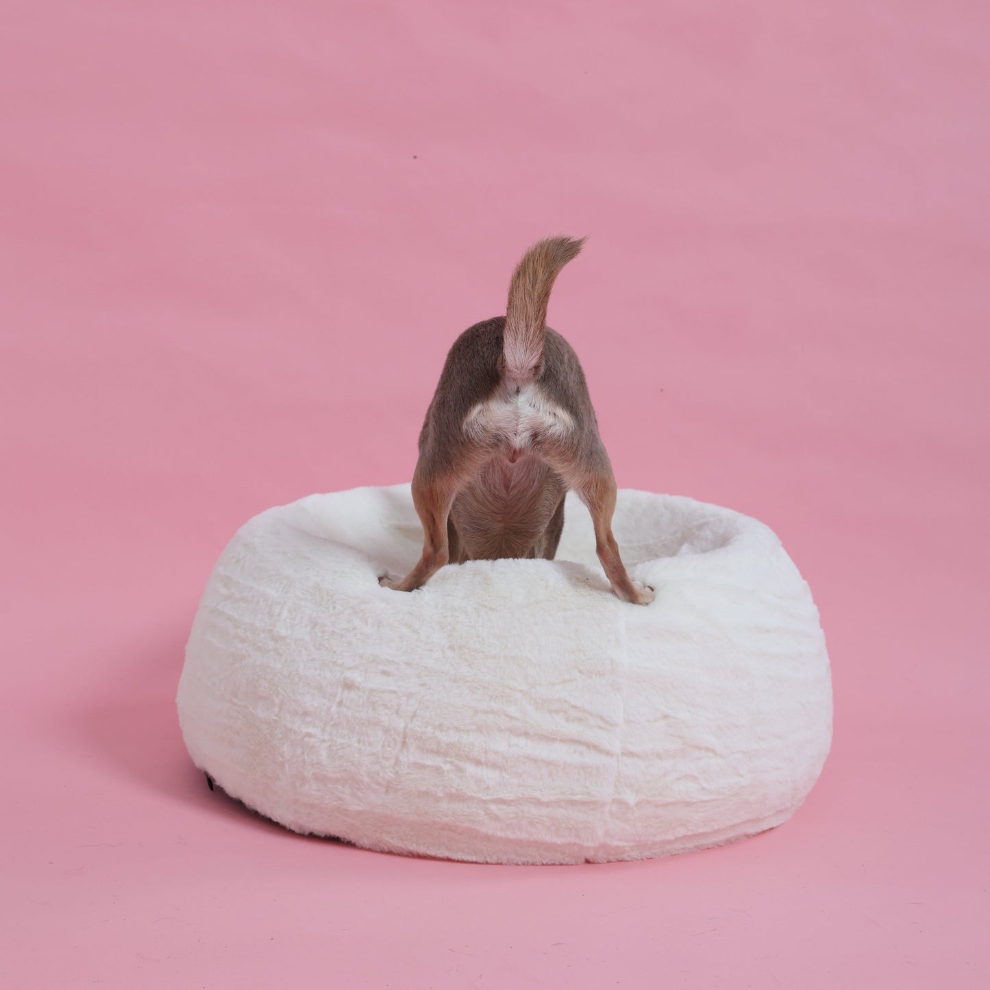 CloudNest Ortho Bed - Memory Foam Dog Bed