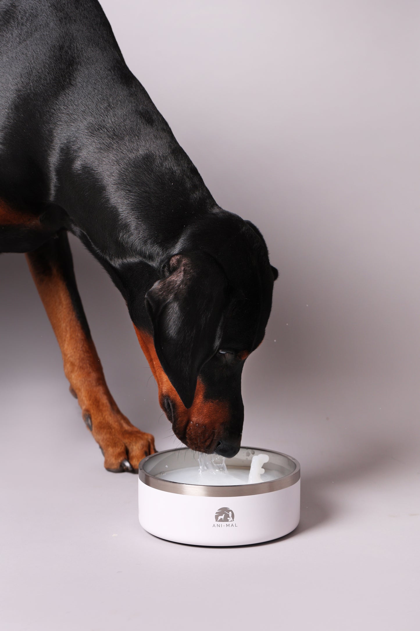 ThermiBowl - Stainless Steel Durable Pet Bowl.
