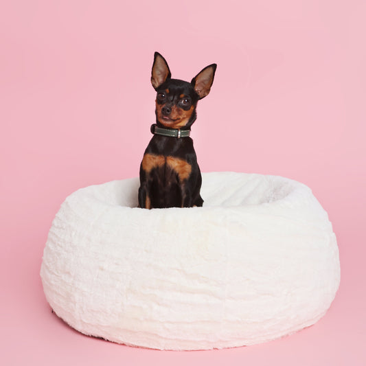 CloudNest Ortho Bed - Memory Foam Dog Bed