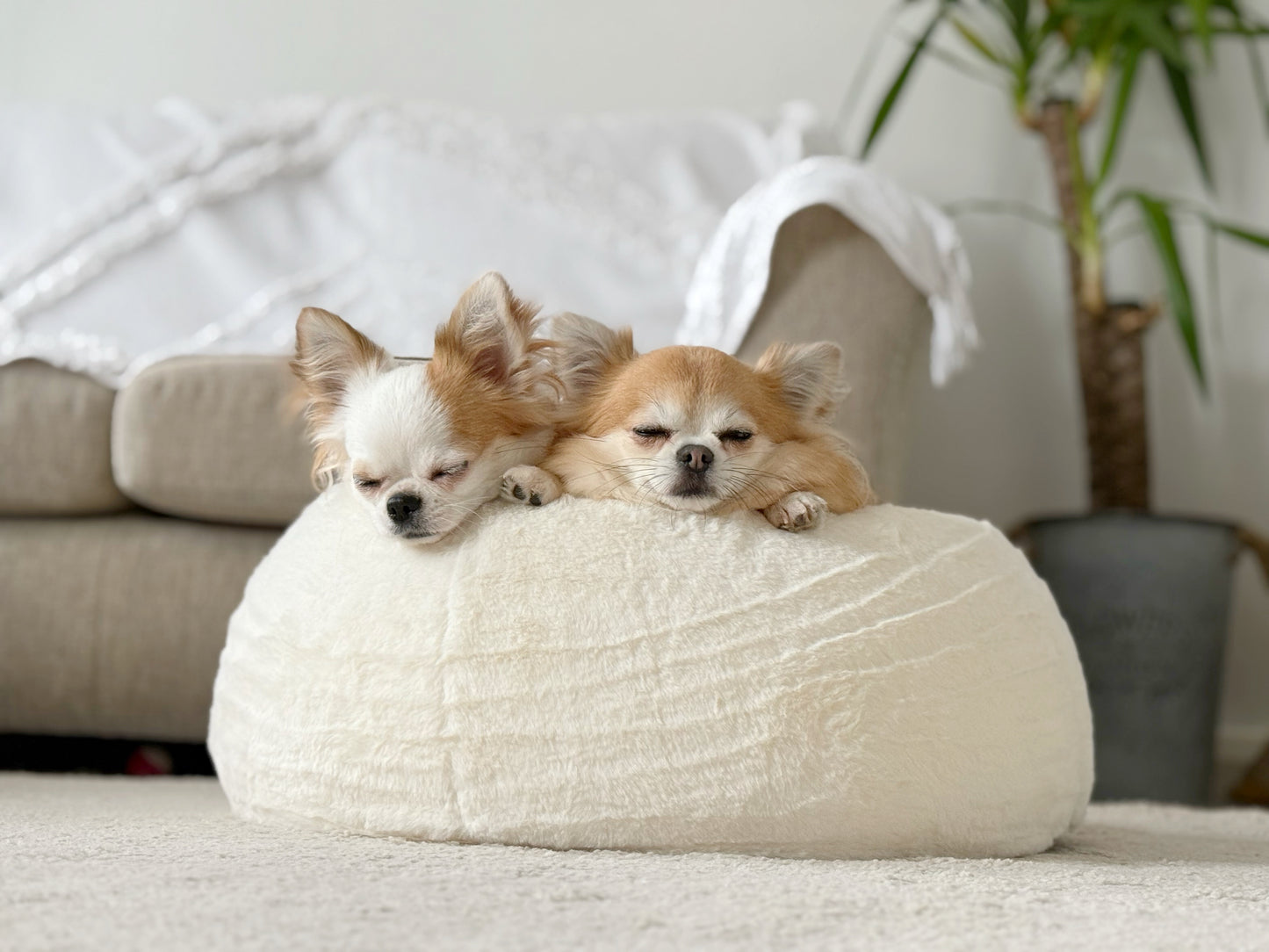 CloudNest Ortho Bed - Memory Foam Dog Bed