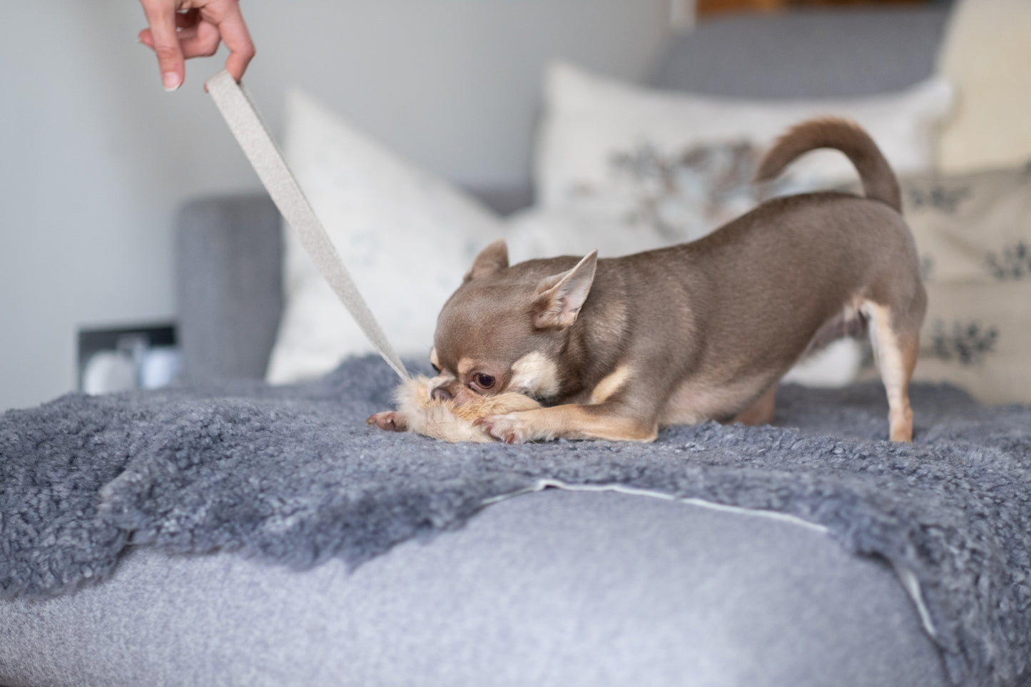 Rabbit Skin Squeaker